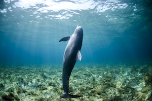 Плавание дельфина под водой 