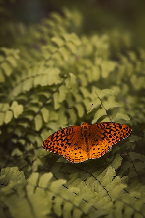 оранжевая бабочка сидит на фоне папоротников 