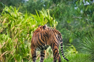 Суматранский тигр, гуляющий под дождем среди зарослей 