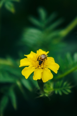 маленькая пчела сидит на желтом цветке 