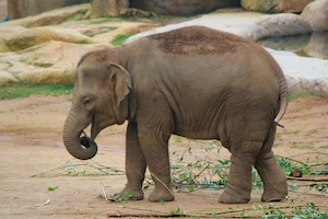 молодой слоненок