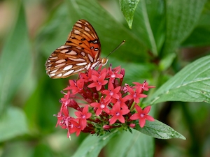 оранжевая пятнистая бабочка на маленьких красных цветах 