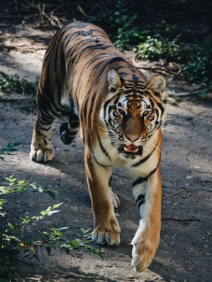 тигр смотрит в кадр 