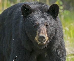 Черный медведь, самка, крупный план 