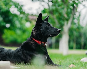 черная собака с красным ошейником в парке 