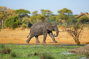 слон гуляет по оазису 