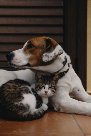 кошка и собака лежат вместе 