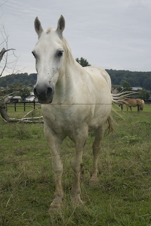 белый конь в поле 