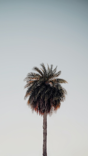 пальма на фоне неба во время заката 