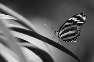 черно-белая фотография бабочки, сидящей на листе 