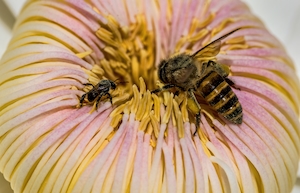Австралийская местная пчела и медоносная пчела посещают цветок Густавии 