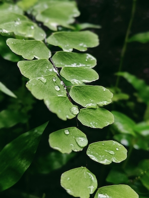 Капли росы в сезон муссонов. Капли воды на листьях после дождя