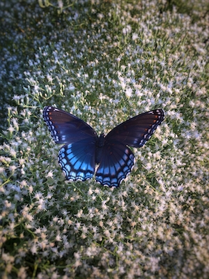 голубая бабочка в полете, крупный план 