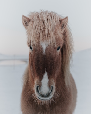 Портрет исландской лошади на фоне снега