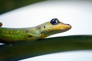 Зеленая ящерица (Anolis extremus), крупный план 