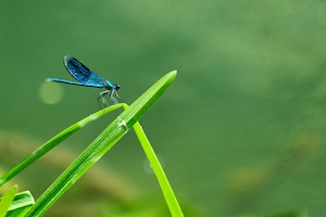 голубая стрекоза на стебле 