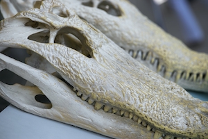 черепа крокодилов, крупный план 