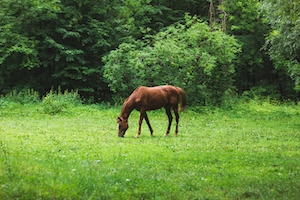 коричневый конь на зеленом лугу 