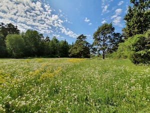 цветущий луг днем, поляна с цветами в лесу 