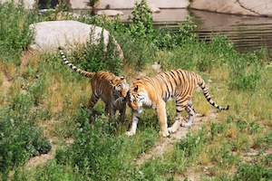 два тигра идут по траве 