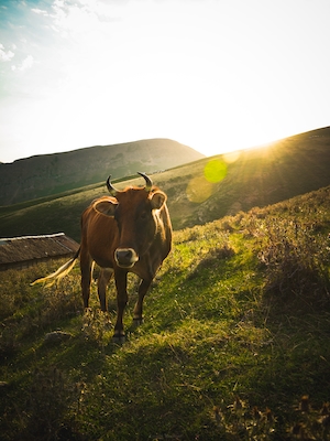 бык стоит на склоне холма, фото против солнца 