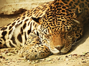 ягуар спит на земле, крупный план  