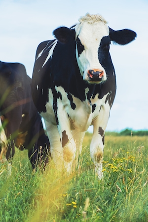 черно-белая корова на поле, смотрит в кадр 
