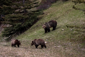 трое медвежат гуляют по склону холма 