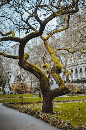 Дерево в городе, причудливая форма веток
