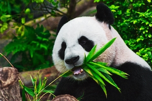 Голодная панда