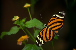 полосатая оранжевая бабочка, крупный план 