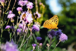 Бабочка с пчелой на фиолетовых цветах 