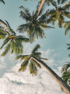 пальмы на пляже у моря на фоне голубого неба, фото снизу 