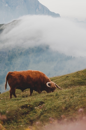 коричневая длинношёрстная корова на фоне гор 