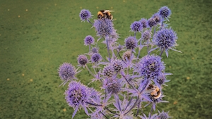 пчелы на фиолетовых цветах 