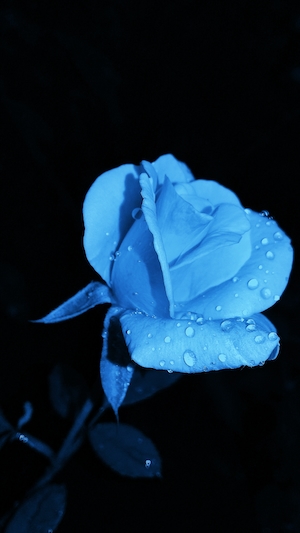 Неоновая голубая роза 