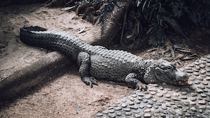 крокодил лежит на песке 