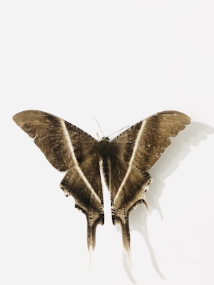 большая коричневая бабочка на белой стене 