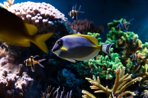 пестрая рыба у кораллового рифа, вид сбоку, крупный план