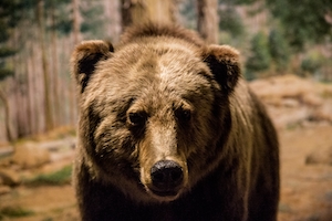 белый медведь, крупный план, смотрит в кадр 