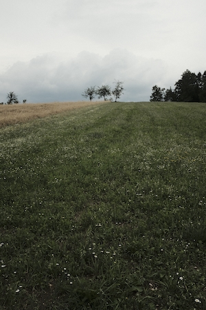 панорама сельской местности, зеленые поля и деревья, облачная погода 