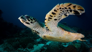 Морская черепаха ястребиный клюв, крупный план 