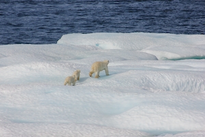 Белый медведь и два медвежонка на льдине. 