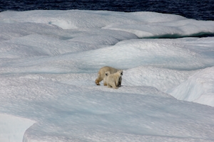 Белый медведь и медвежата на льдине