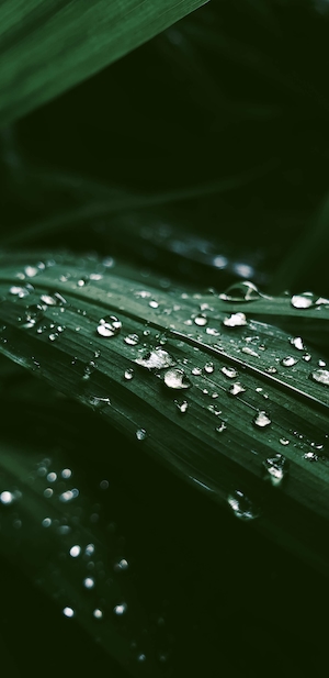 Текстура зеленого листа в росе, фото зеленого растения крупным планом, зеленый лист 
