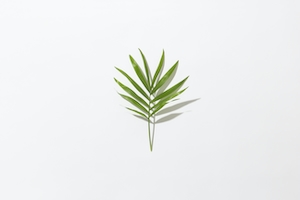 Минимальный лист с жесткой тенью. Ветка растения с зелеными листьями на нейтральном фоне 