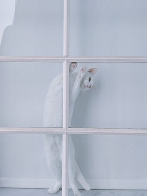 белый кот тянется вдоль решетки 