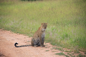 Леопард сидит на тропинке возле травы 