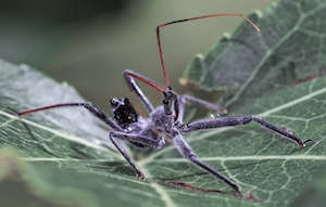 Нимфа-убийца, паук на листе 