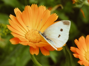 Маленькая бабочка сидит на цветке календулы